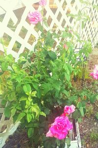 Close-up of pink bougainvillea blooming outdoors