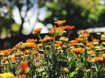 Close-up of orange flowering plants