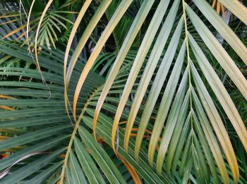 Full frame shot of palm leaves