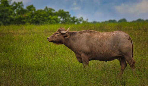 Side view of a horse on field