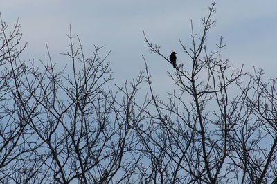 Low angle view of birds perching on bare tree against sky