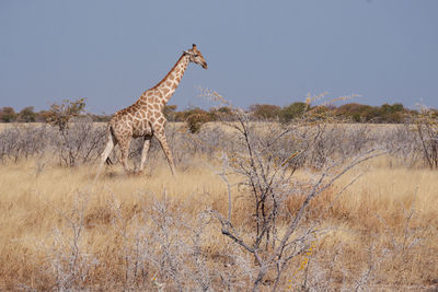 Wildlife scenery giraffe walking in high grass etosha national park namibia