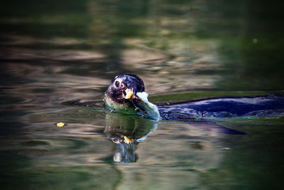 Duck swimming in a lake