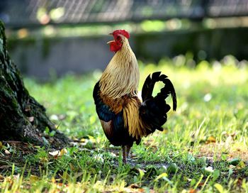Rooster on field