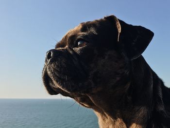 Close-up of a dog looking away against sky