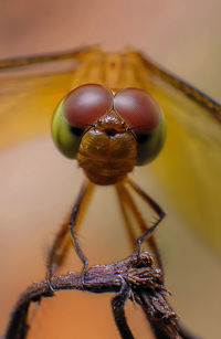 Close-up of spider