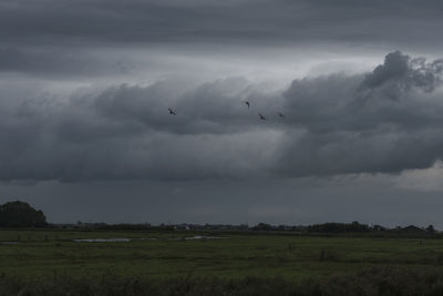 Birds flying over land