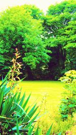 Plants and trees in forest