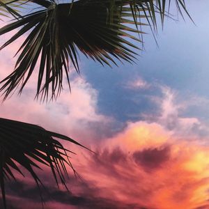 Low angle view of palm trees against sky