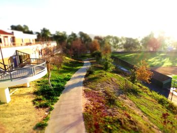 Tilt-shift image of trees against clear sky