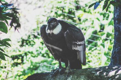 Close-up of bird perching on a tree