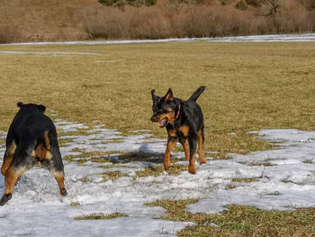 Two dogs running on shore