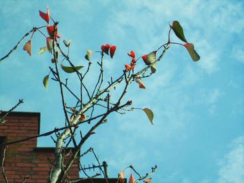 Low angle view of plant against sky