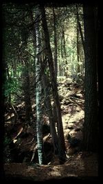 Trees in forest against sky