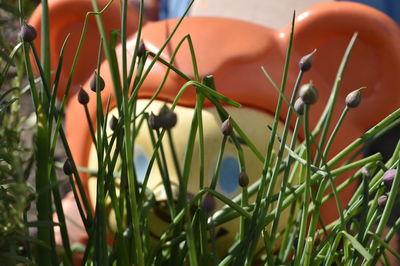 Close-up of flowering plants on field