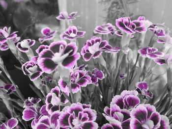 Close-up of pink flowering plants