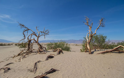 View of driftwood on beach against blue sky