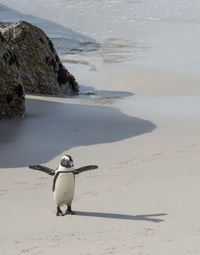 High angle view of penguin on sand at beach