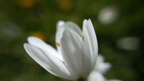 Close-up of white flowers