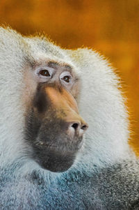 Close-up of monkey