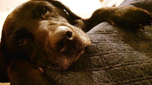 Close-up of dog resting