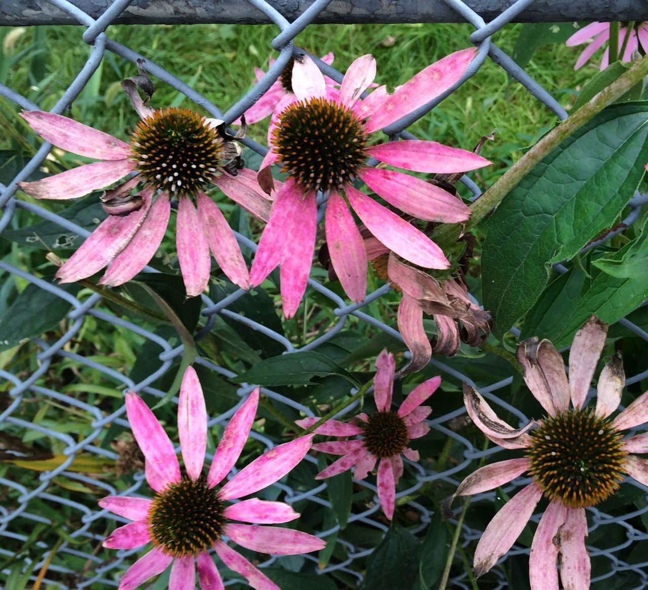 flower, freshness, fragility, petal, growth, flower head, beauty in nature, plant, blooming, pink color, nature, close-up, red, in bloom, focus on foreground, pollen, high angle view, leaf, day, outdoors