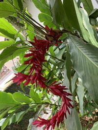 Close-up of red flowering plant