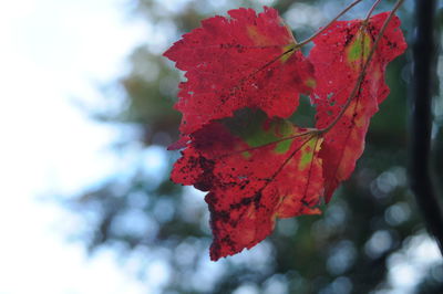 Close-up of red maple leaf on branch