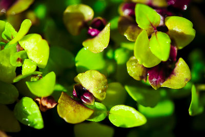 Close-up of purple flowering plant