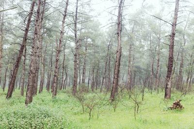 Trees in forest