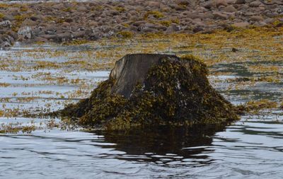 Moss growing on rock by sea