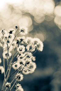 Close-up of flowers against blurred background