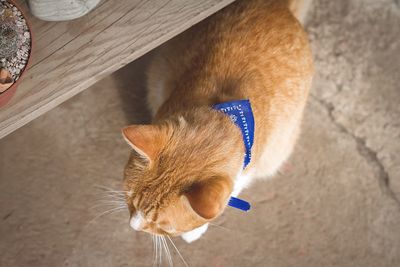 High angle view of cat lying on floor