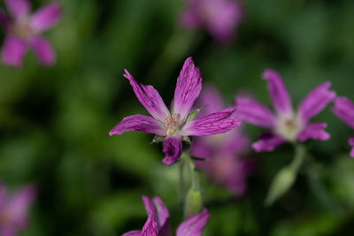 Close-up of pink flowering plant