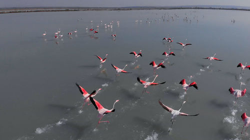 High angle view of birds flying over lake