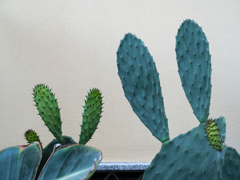 Close-up of cactus against wall