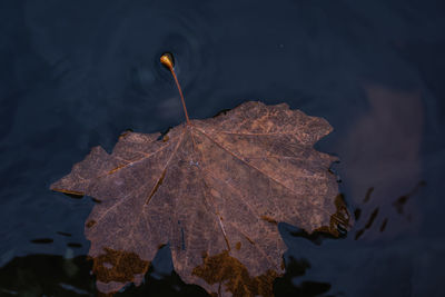 leaf