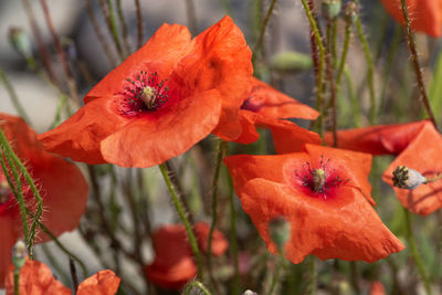 Close-up of red poppy flower