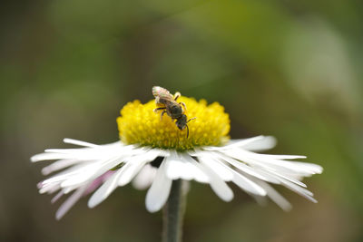 Close-up of bee pollinating on flower