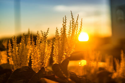 Close-up of plants against sunset
