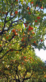 Low angle view of fruits hanging on tree