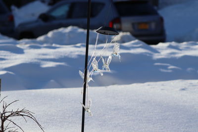 Frozen plant on land