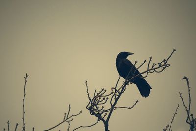 Low angle view of birds perching on branch