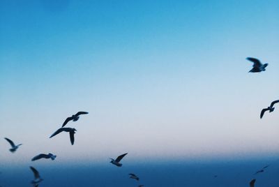 Low angle view of birds flying in sky