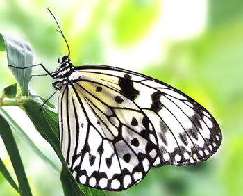 Close-up of butterfly on leaf