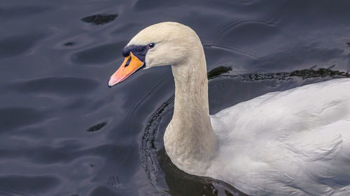 Close-up of swan swimming in lake