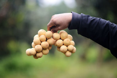 Close-up of hand holding berries