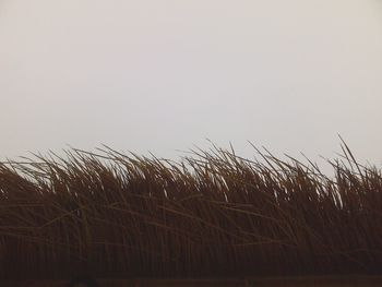 Scenic view of field against clear sky