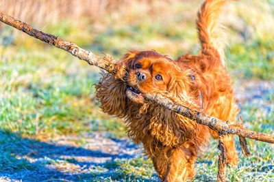 Close-up of a dog looking away