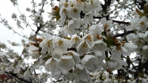 Close-up of cherry blossoms